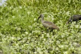 Ibis