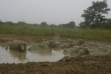 Buffels nemen modderbad