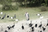 Maribu met aalscholvers en ibissen