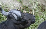 Drie ossenpikkers op de neus van een buffel