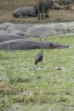 Goliath reiger