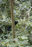 Moeder-gorilla met baby