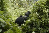 Chillende gorilla