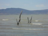 Ghostwood in lake Chappala