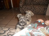 Puppy"s bij mijn gastgezin