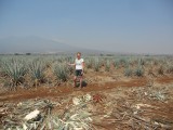 De agave plantage