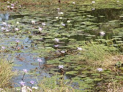 Net de vijver van Monet.