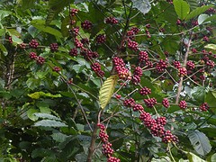 Ik heb maar een koffiesoort onthouden Arabica. Die groeit aan een struikachtige boom.