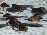 buffels zwemmen in de Mekong