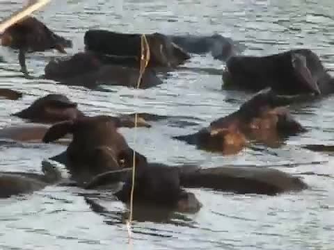 buffels zwemmen in de Mekong