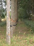 De Laotiaanse rubberplantage.