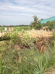 In een veld met voor mij vreemde planten.