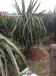 De planten zijn geënt op andere stokken.