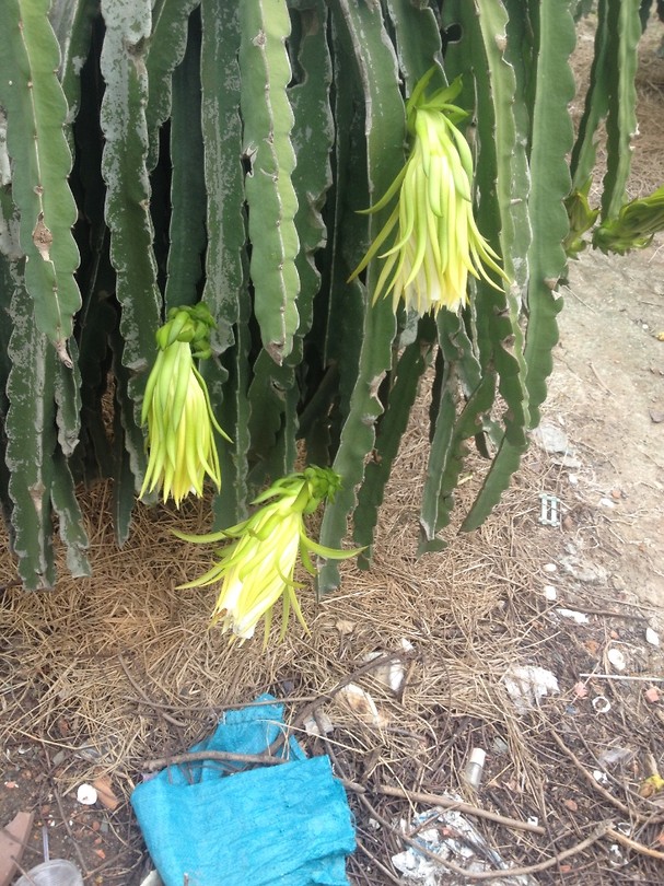 De kleine knoppen bloeien open.