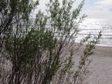 Palanga strand