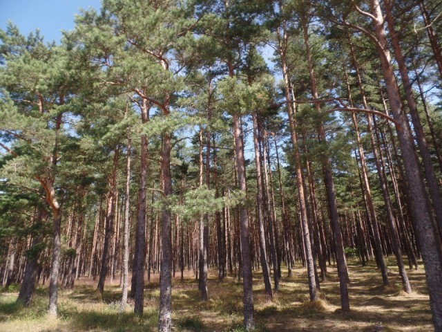 Palanga fietstocht