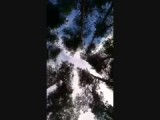 Palanga: dansende boomtoppen