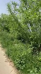 Fietsen langs de Maas