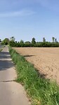 Bloemenvelden in Effeld