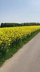 Nog meer gele bloemen