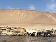 Paracas calandabro
