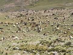Lama's, schapen, alpaca's