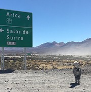 Lama's bij de bewegwijzering naar Arica