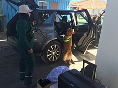 De douane honden doorsnuffelen onze auto