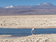 flamingo 's in de lagune