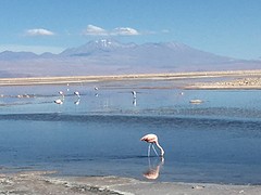 Er leven hier 3 soorten flamingo's
