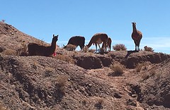 Lama's bij de grensovergang naar Argentinië