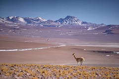Een eenzame Vicuña in een mooi landschap