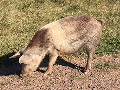 Varkens langs de Ruta 16