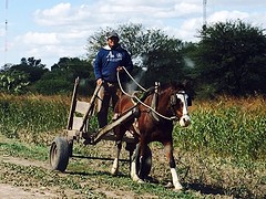Veel vervoer met paard en wagen