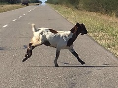 Geiten langs en over de weg