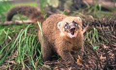 Een neusbeertje = Coati