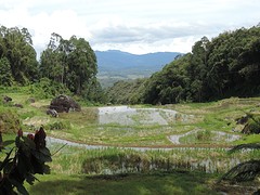 Bututamonga