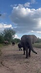 Safari