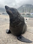 IMG_8223