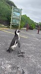Pinguïns