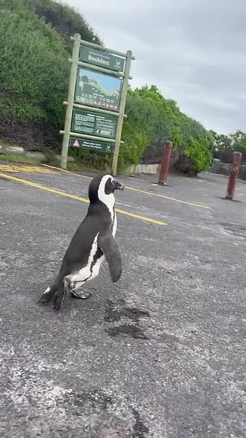Pinguïns