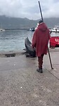 Een uit het water gesprongen zeeleeuw