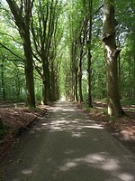 Rijsterbos