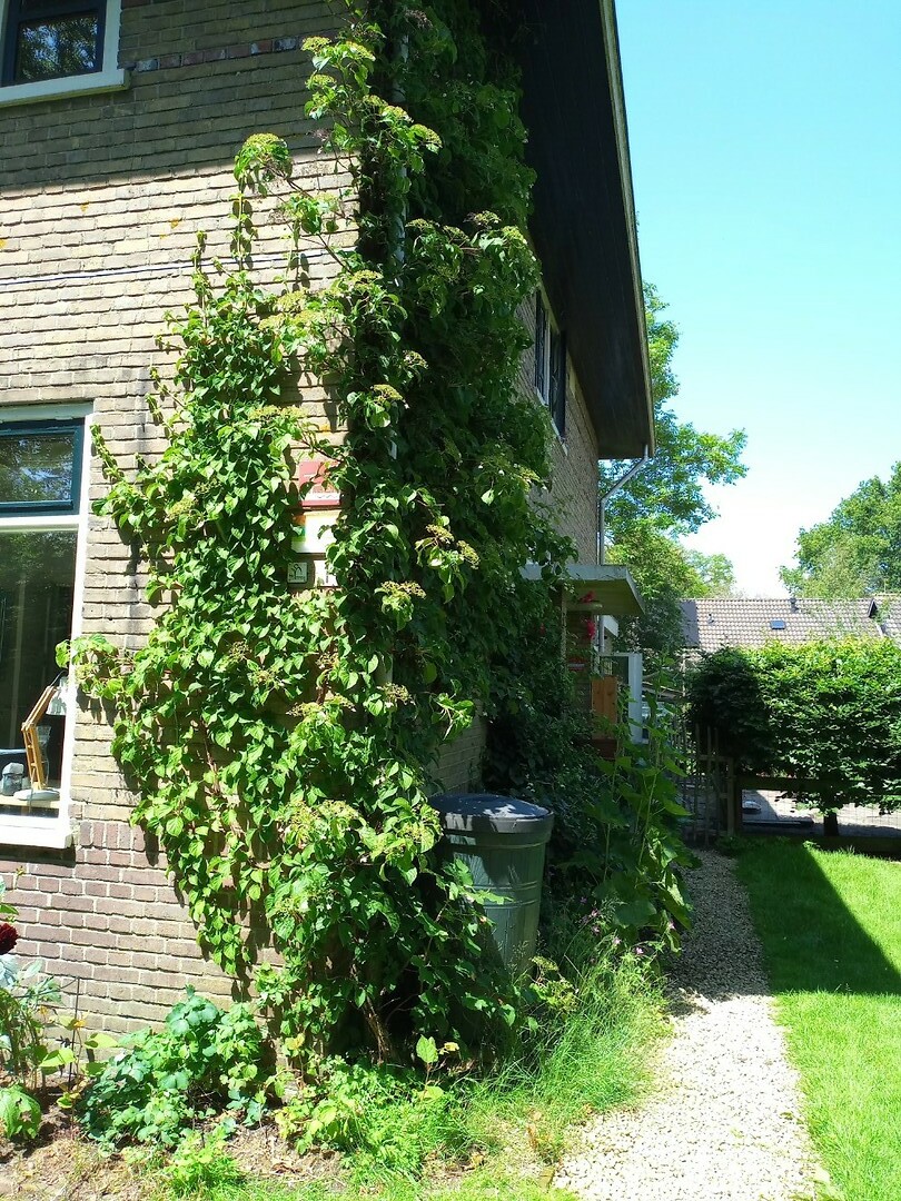 BenB de Pastorie