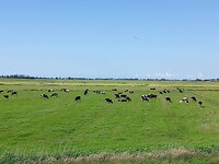 Koeien in de wei