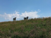 Koeien op de dijk
