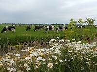 Koeien en bloemen