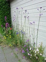 Bloemen langs de kant