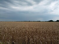 Boer