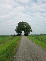 Bijzondere bomen